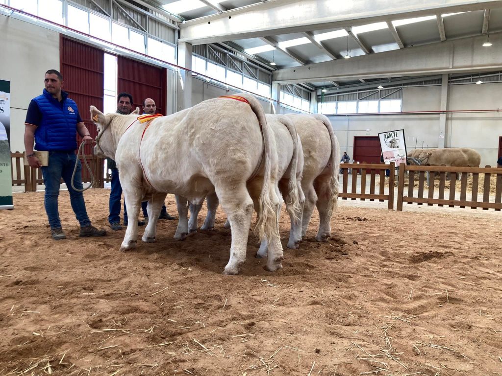 Feria de Becerros 2022 — animales en pista