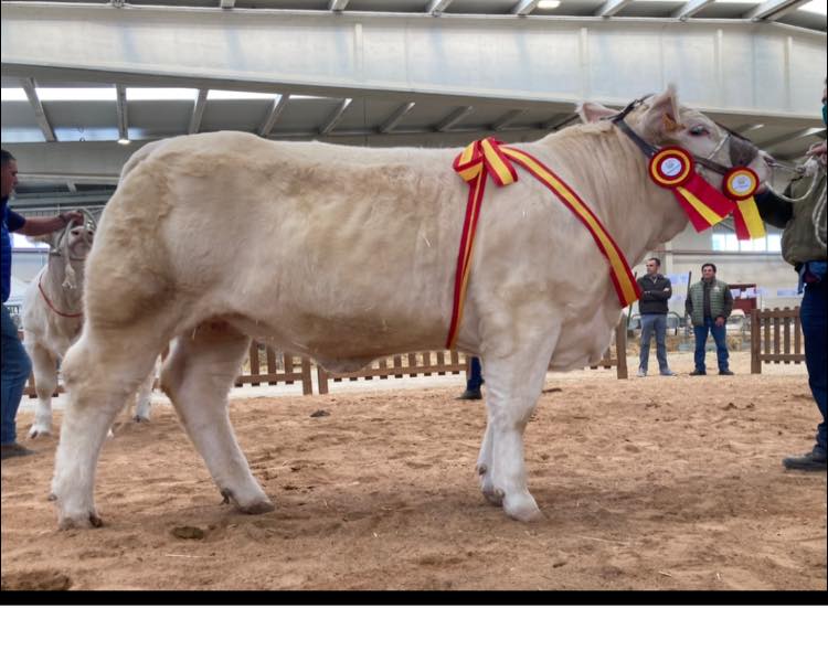 Feria de Becerros 2022 — animal premiado