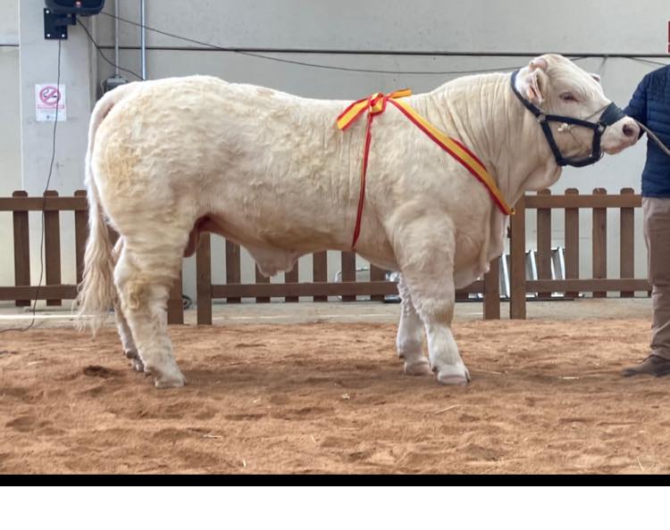 Feria de Becerros 2022 — exhibición ganadera