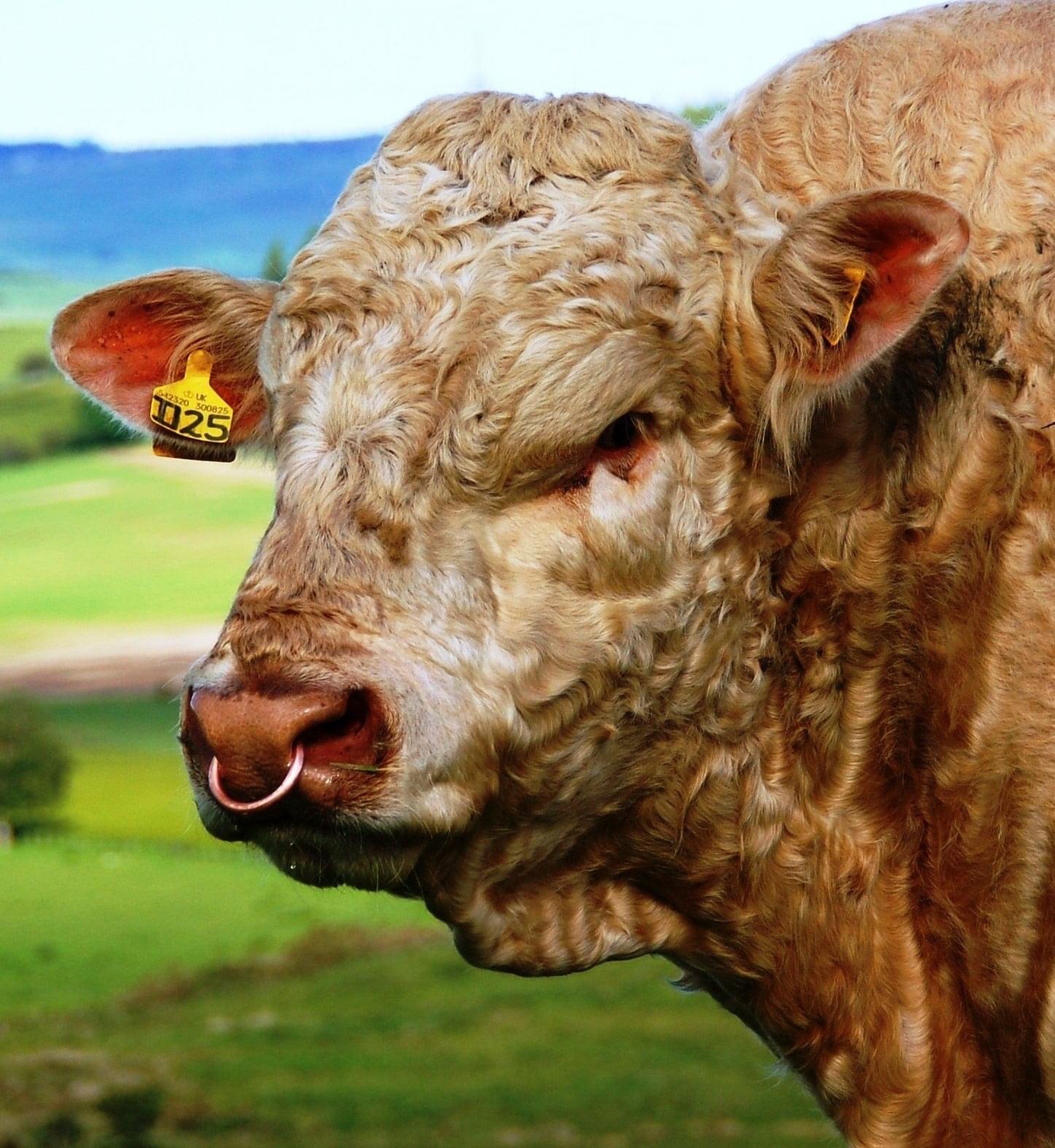 Toro charolés en exhibición