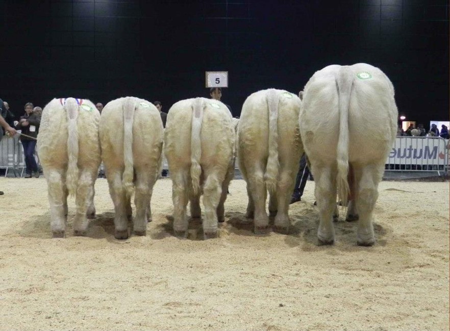 Ejemplar charolés evaluado bajo nuevas pautas
