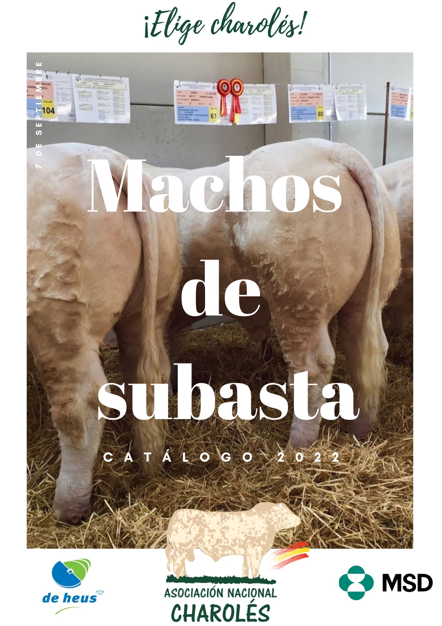 Catálogo machos de subasta