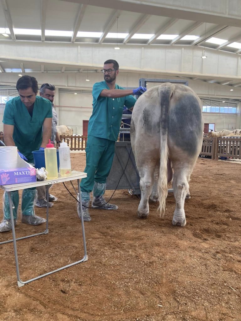 Ecografias animales de subasta