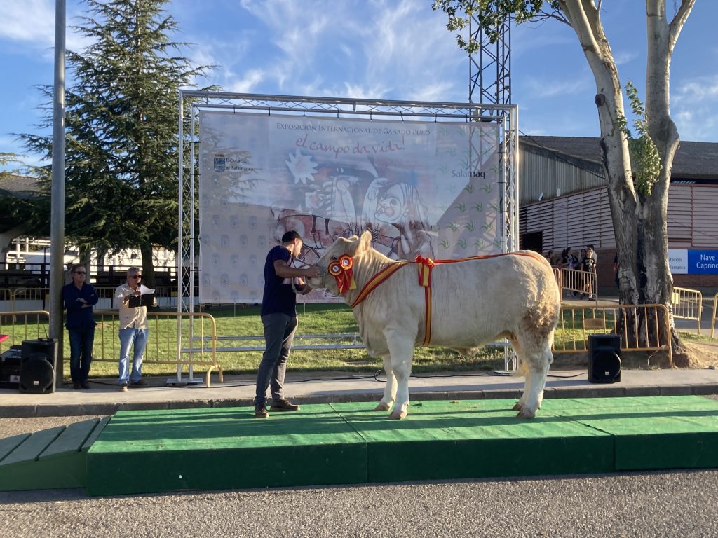 OMEGA (HERACLES M X NICOTE) CAMPEONA JÓVEN