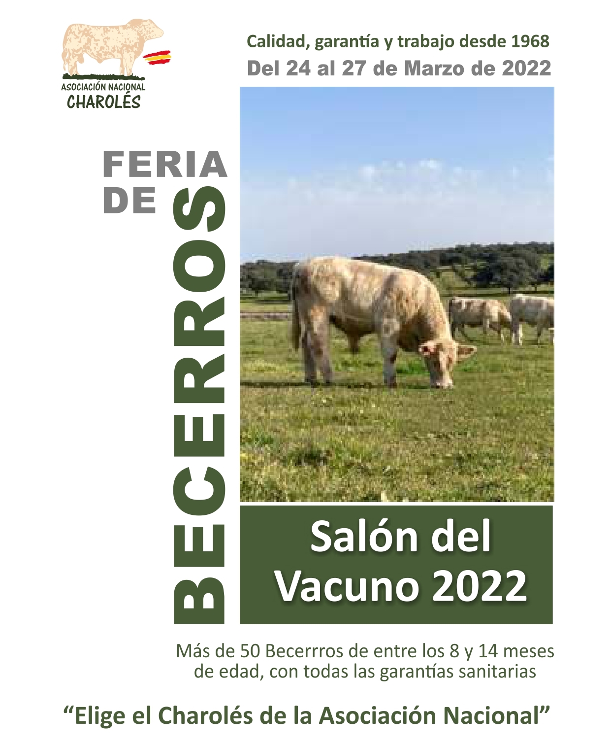 xiii concurso de becerros de raza charolesa