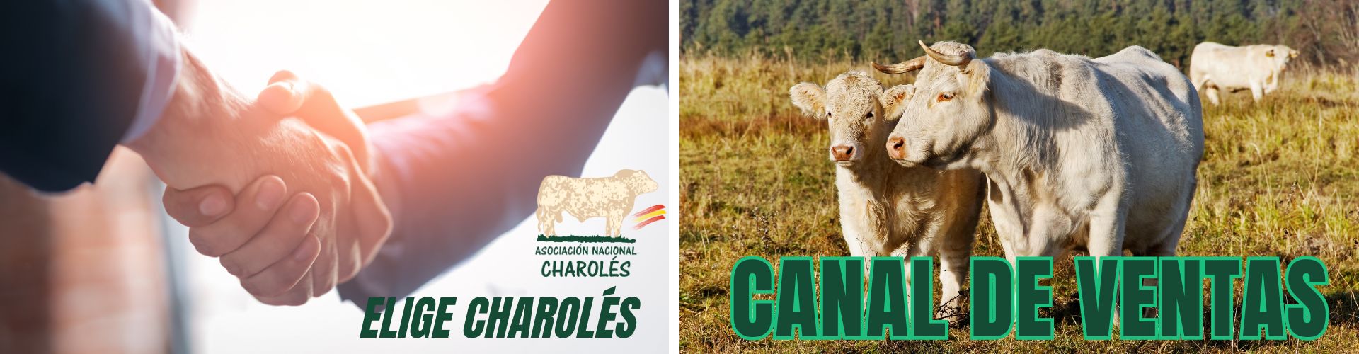 Canal de Ventas — Elige Charolés · Asociación Nacional Charolés